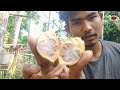 गइ बिफां बेमारजों थैजोबबाइ_दुखु नांथाव-Areaca Nut farming Lost 🥲 Vlog Video @nijwmboroofficial2020