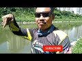 mancing ikan patin umpan roti strike babon galatama lele || umpan jitu galatama sungai liar