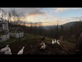 Morning Serenade: ASMR Chickens, Wind-chimes and Nature at Sunrise