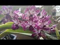 Orchid Spotlight, Rhynchostylis gigantea. #orchids