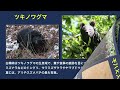 ハチクマ VS スズメバチ VS ツキノワグマ