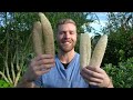 How To Grow Luffa from START to FINISH - Grow your own Loofah Sponges!