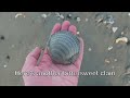 Fantastic Low Tide Shelling at Holden Beach