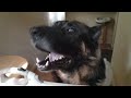 German Shepherd Barking - Rocko's Teeth