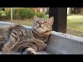 CATS & KITTENS in 4K | 2 Hours | Relaxing Ambient Piano Music Cute Pets