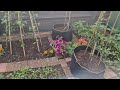 Update on the Three Brother's Gourd Plant and tips | How many gourds are came on the plants | UK Lau