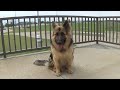 German Shepherd Puppy Life Stages From Birth to 1 Year old (Ranger)