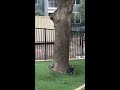 Squirrel playing with dog (Boston Terrier) around tree