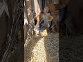 Cows having lunch