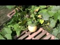 Simple Tip For Growing Bigger Pumpkins