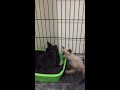 Kittens reunited with their mom sweetie