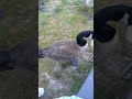 Mother Gooses babies (goslings)