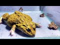 Asian Bullfrog Tries To Eat A Lot Of Frogs! Warning Live Feeding