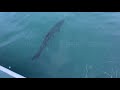 Bull shark in key west harbor