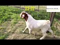 Review Young Buck Boer Goat in Pacifica Boer Goat Stud