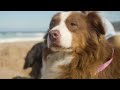 DOG TV: Relaxing music to keep your dog CALM and ENTERTAINED while you’re away!!!!