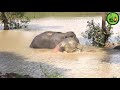 Muddy Giant Elephant gets treated by officers in Somawathiya National Park