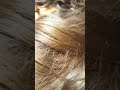 South Amercan hair, Brazilian quality hair