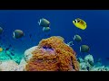 The Colors of the Ocean (4K ULTRA HD) - The Best 4K Sea Animals for Relaxation & Relaxing Sleep