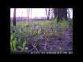 LONG FERN TIME LAPSE