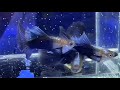 All varieties of guppy fish | New strains of guppy | 54 Rare types of Guppy