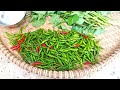 Green Chilies Harvesting from my Terrace Garden | Summer Vegetables and Flowers