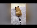 😅 New Funny Cats and Dogs Videos 😅 Best Funniest Catss Video 2024 😻🐱