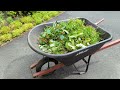 How to Prune Dianthus ✂🌺 Trim Cut Back Deadhead Pinks Maintenance