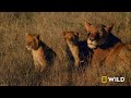 Male Lions Brutally Attack Cheetahs (Full Episode) | Cat Wars: Lion vs Cheetah | Serengeti