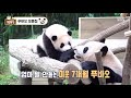 [꿀교양/SUB] 💕푸바오 최종 모음💕 꼬물이 시절부터  불꽃주먹 날리게 된 폭풍 성장 푸바오의 근황까지!  #TV동물농장 #AnimalFarm #SBSstory