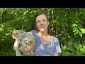 3 BEST & 3 WORST CHICKEN BREEDS | Opinions of a Breeder & Homesteader