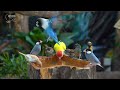 Forest Friends In A Summer Wonderland: 1 Hour Of Beautiful Birds And Squirrels - Video For Cats