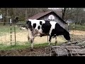 Crazy Cow Wants Grain #shorts