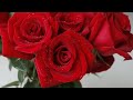 12 июня  День Красной Розы🌹Red Rose Day🌹Интересные факты🎶Красивая музыка