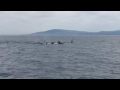 Large Pod of Orcas in Monterey Bay
