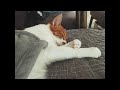 고양이 안정, 집사 수면유도 골골송 8시간 #ASMR #purring