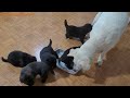 Mother Dog Doesn't Want To Share Food With Her Puppies