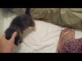 Feral foster kittens 6 weeks old learning about pats