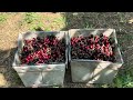 Oregon Cherries Vào Mùa - Vườn Cherries Ở Oregon Chín Rộ - U Pick Cherries -Vlog 200