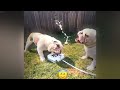 😆🐶 So Funny! Funniest Cats and Dogs 🐈😆 Funny Animal Videos # 0