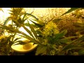 First Cannabis Grow using CFLS (UPDATE) #7