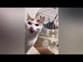 Best Cats Videos 😸 Best Funny Cats Videos 2024 🤣