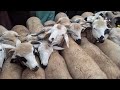 أثمنة الحولي لمويان🐑 ولغليض 🐏والحولية سبت سطات 🇲🇦