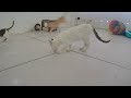 🤣 Best Cats and Dogs Videos 🐱🤣 Best Funny Video Compilation 🐕