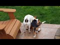 Jack Russell Terrier and Beagle tear fox apart ! WARNING: GRAPHIC !!!