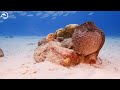 Jellyfish Aquarium 4K (ULTRA HD) 🐋- Coral Reefs and Colorful Sea Life - Relaxing Music