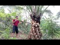 cara sederhana membunuh pohon sawit