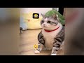 Best Funny Dogs and Cats Videos😛Funniest Animal videos 2024😺🐶