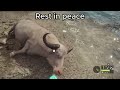 theHunter: Call of the Wild | Albino water buffalo hunt