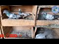 45 kabootar for sale//high flying top 5 pigeon//pakistani loft pigeon//@Lahorepigeons86//